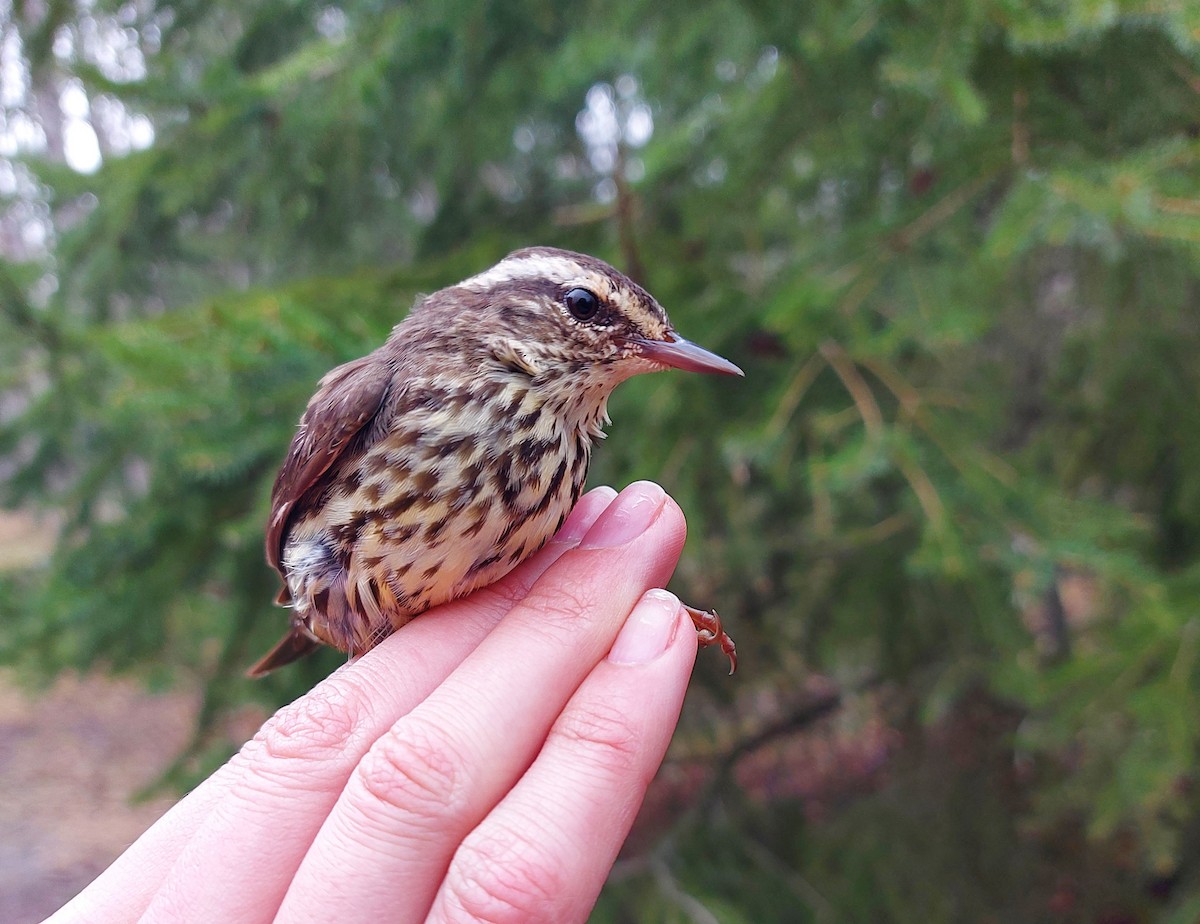 Northern Waterthrush - Ethan Denton