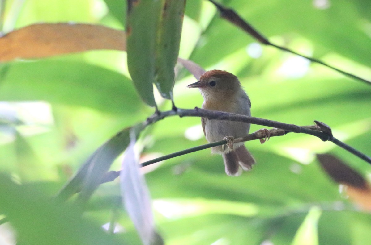 Rufous-fronted Babbler (Rufous-fronted) - ML624658075