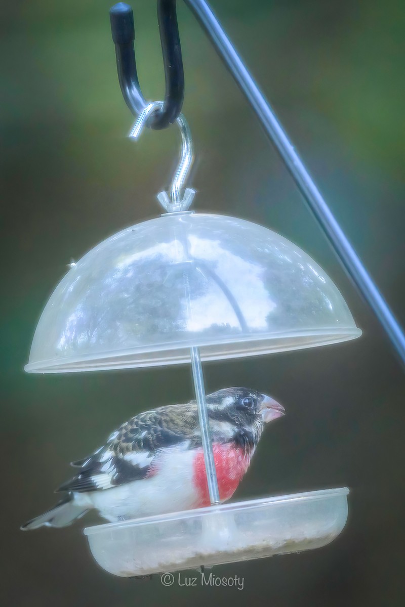 Rose-breasted Grosbeak - ML624658182