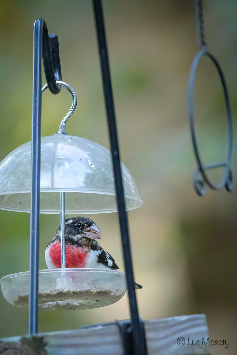 Rose-breasted Grosbeak - ML624658183