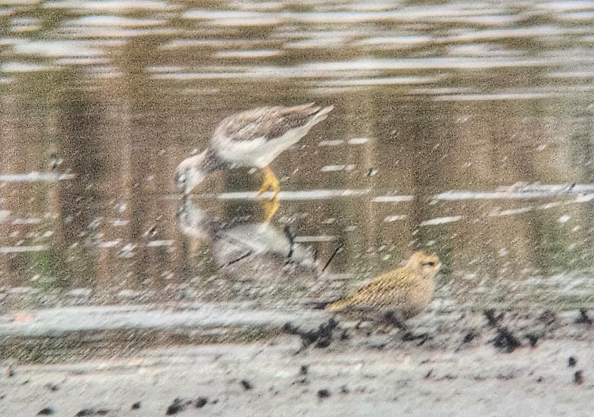 American Golden-Plover - ML624658272