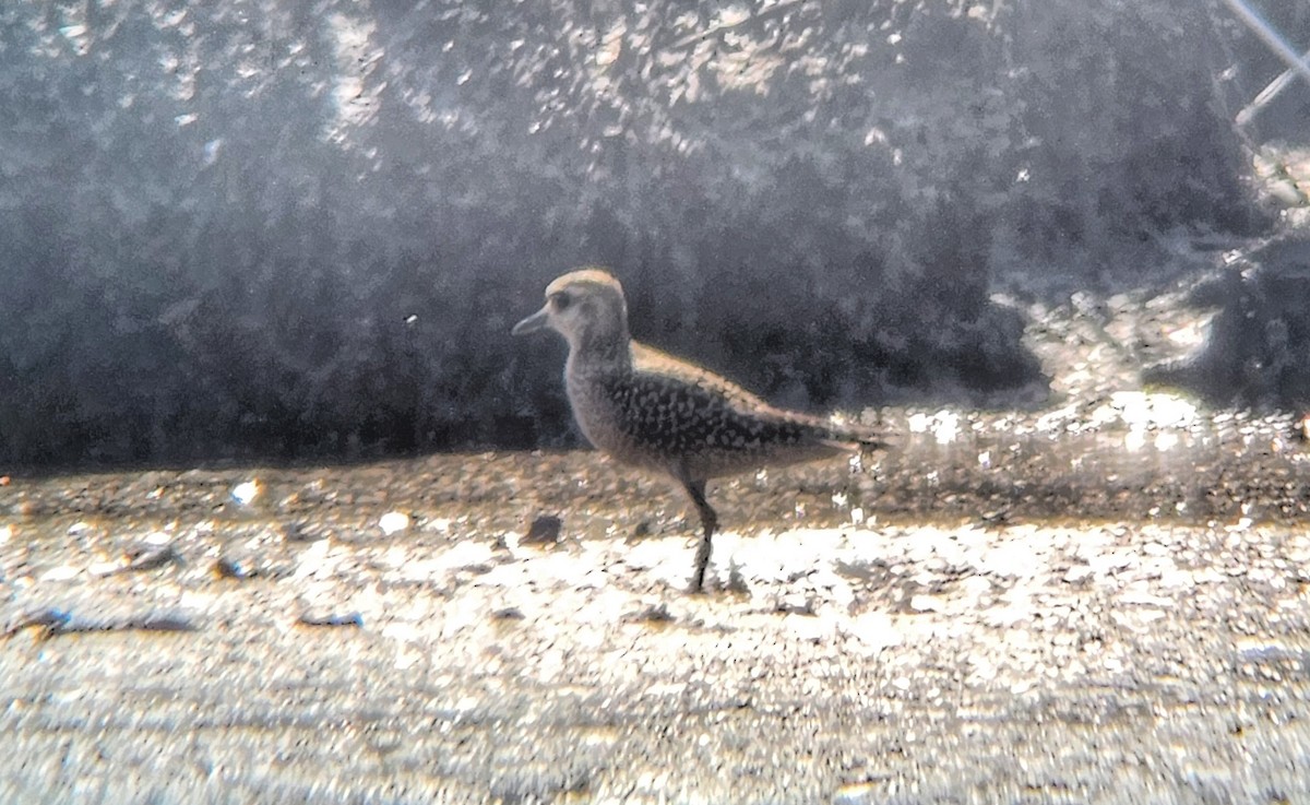 American Golden-Plover - ML624658278