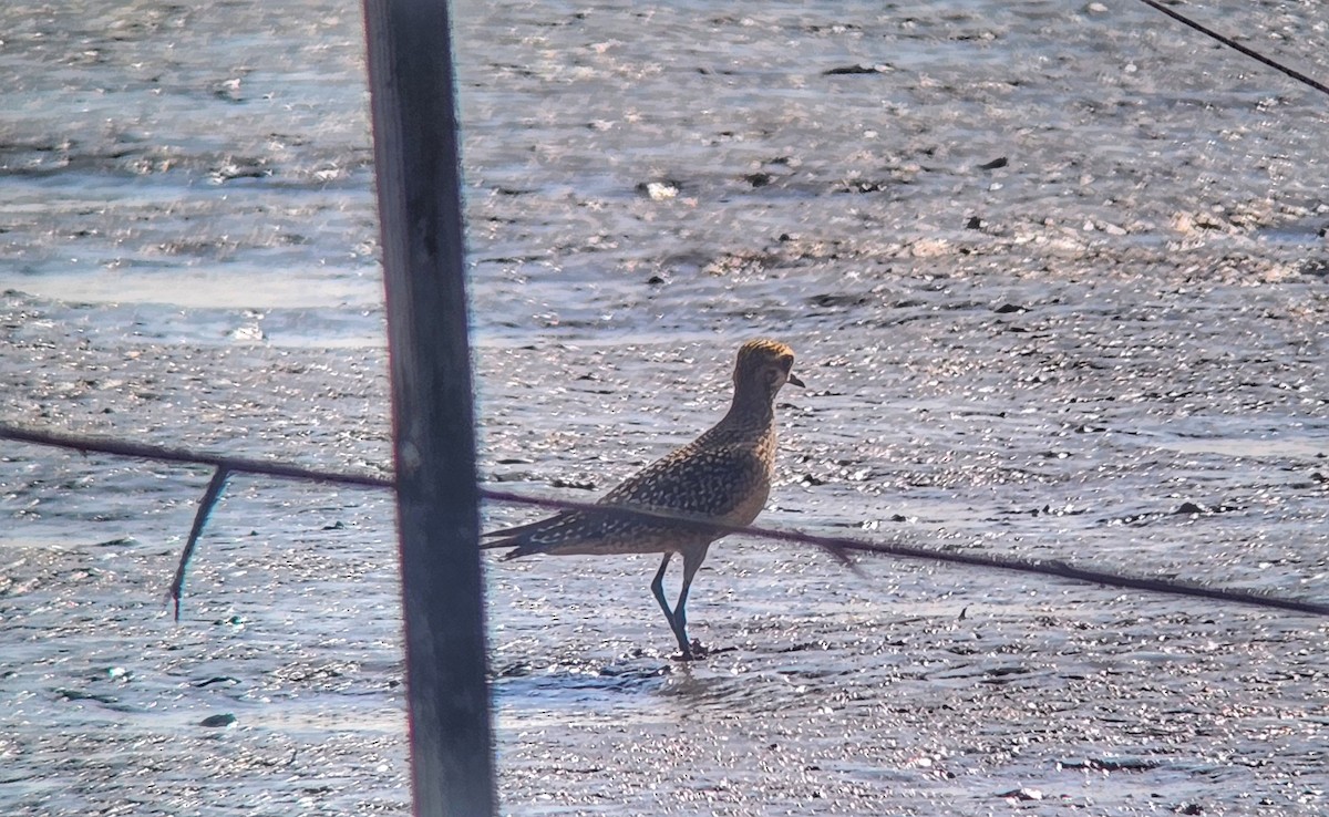 American Golden-Plover - ML624658287