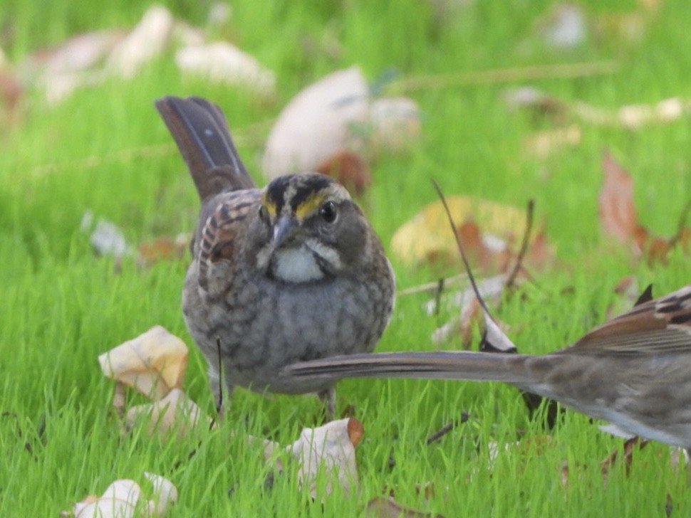 White-throated Sparrow - ML624658333