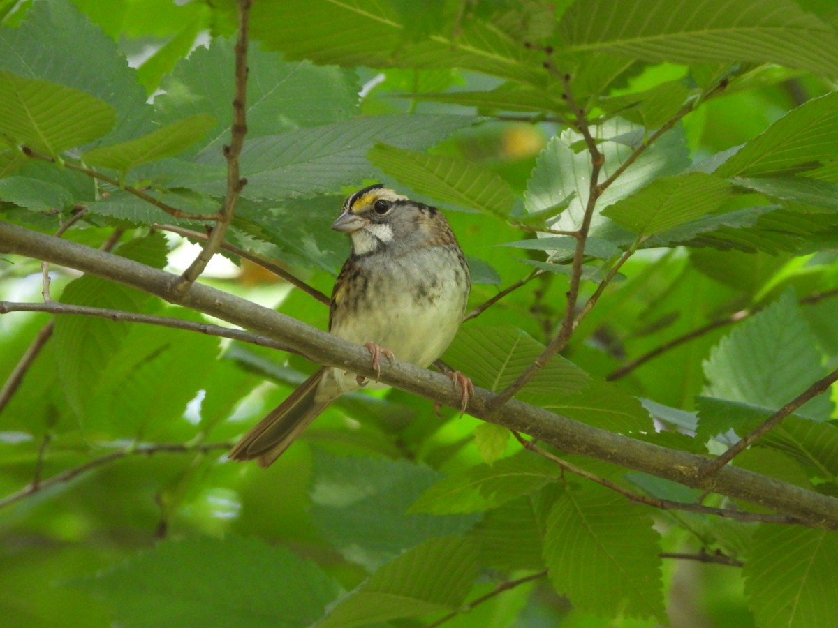 White-throated Sparrow - ML624658334