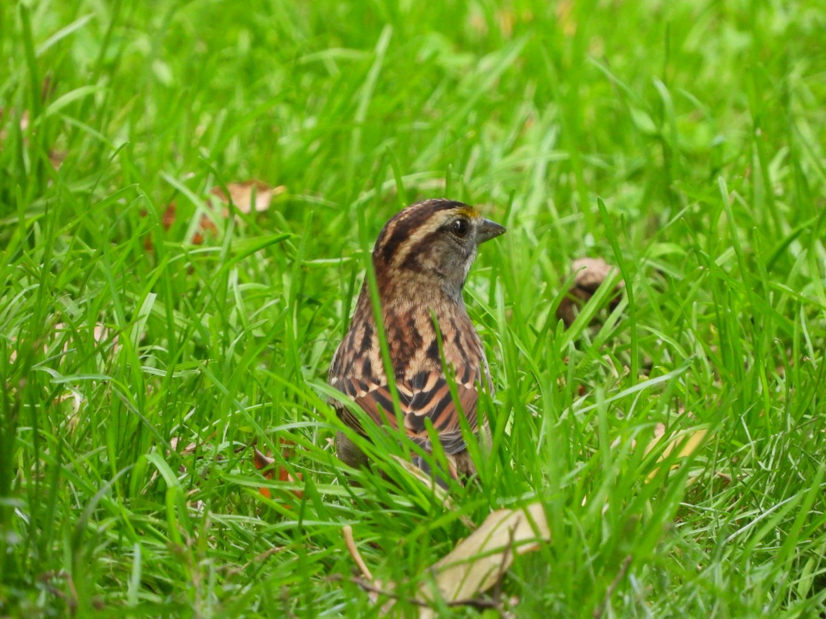 White-throated Sparrow - ML624658335