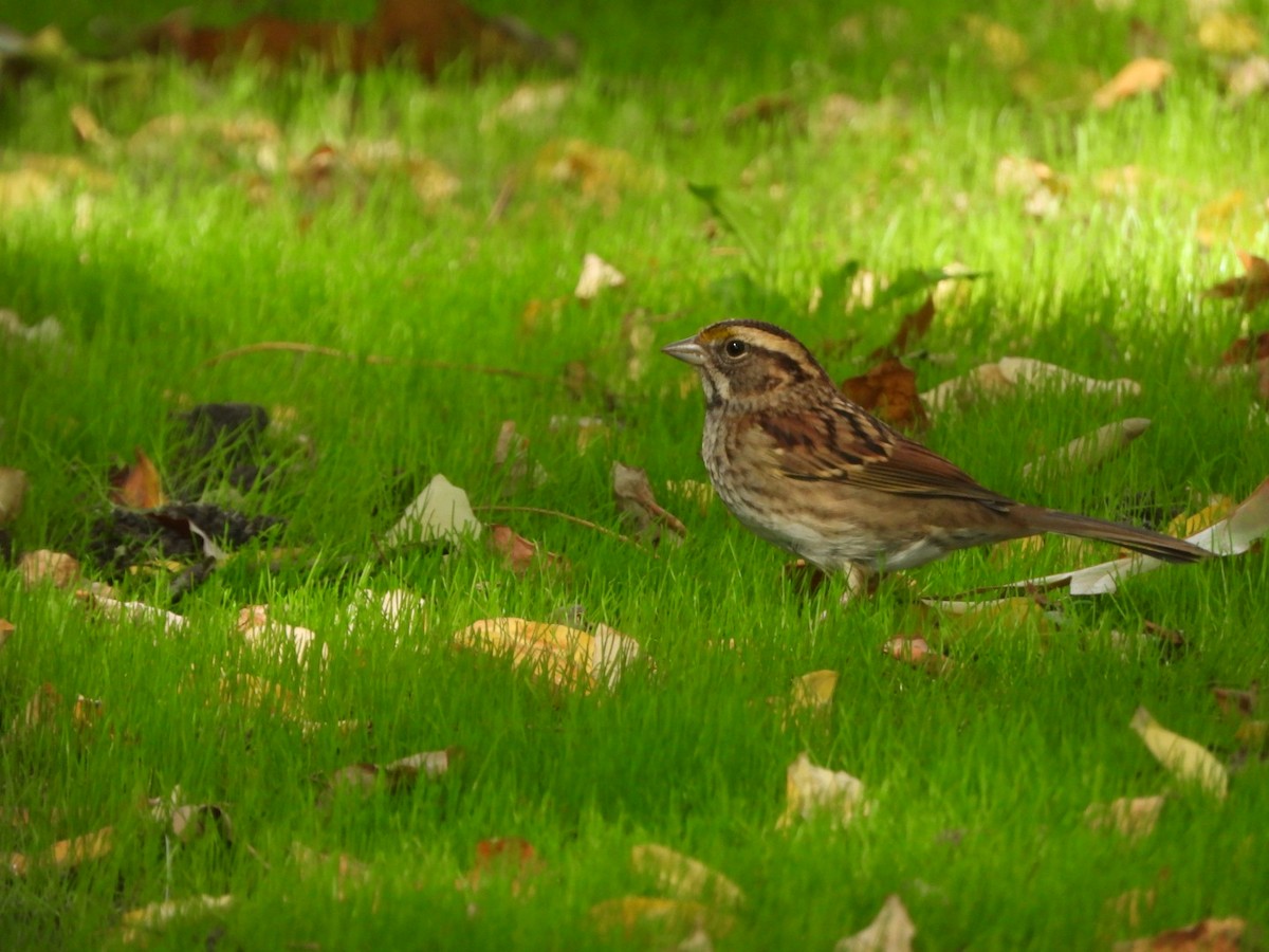 White-throated Sparrow - ML624658336