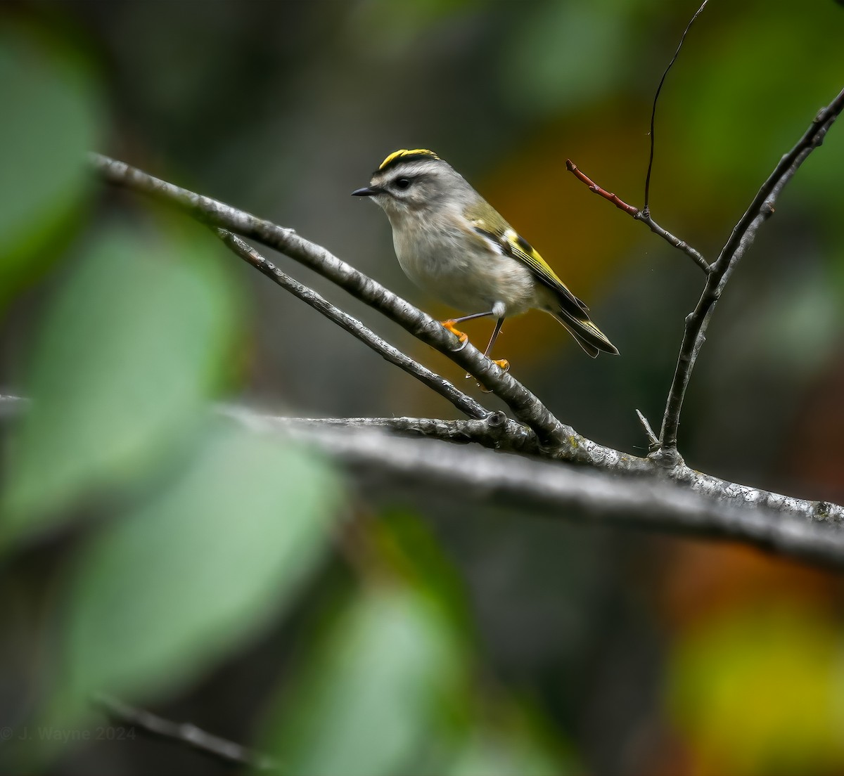 Golden-crowned Kinglet - ML624658383