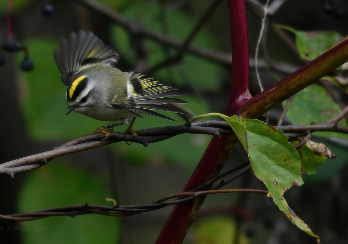 Golden-crowned Kinglet - ML624658391