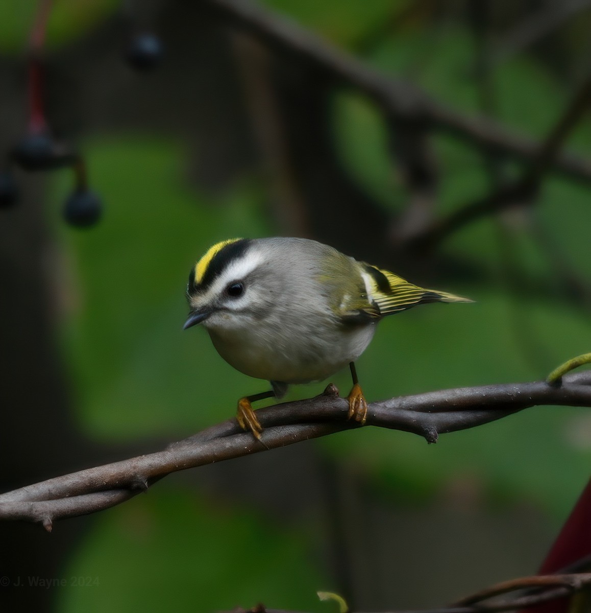 Golden-crowned Kinglet - ML624658395