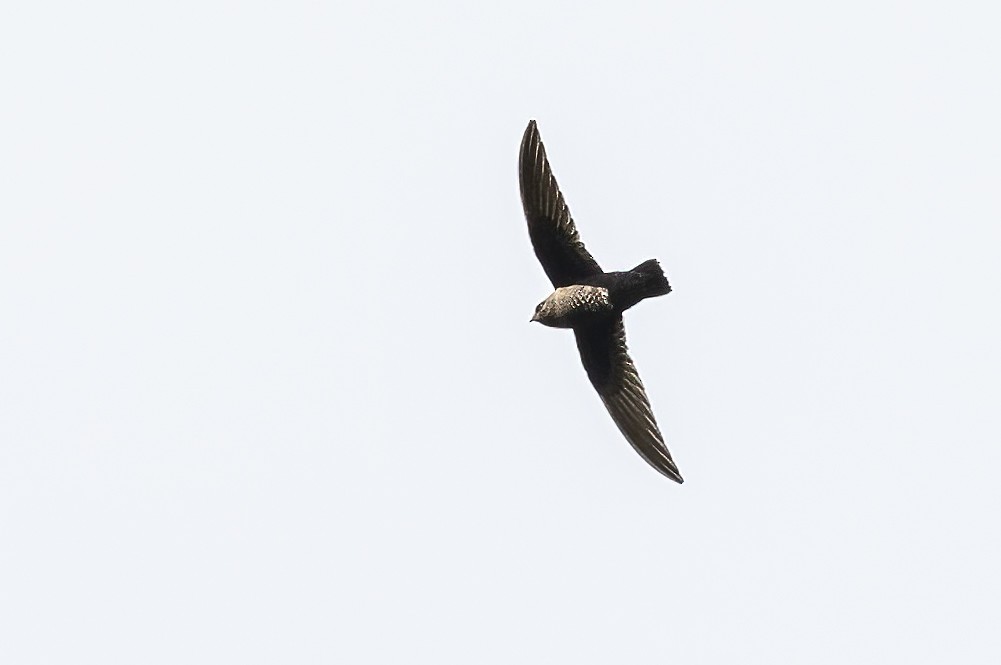 Black Swift - ML624658642