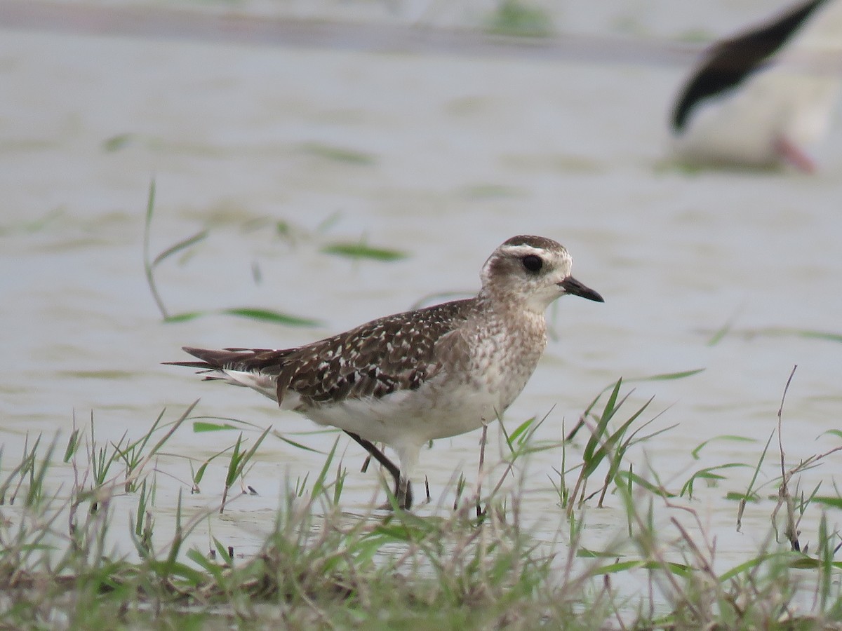 American Golden-Plover - ML624658728