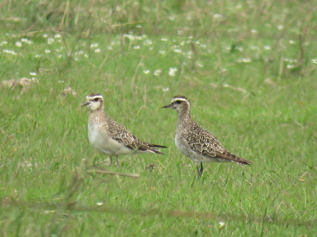 American Golden-Plover - ML624658729