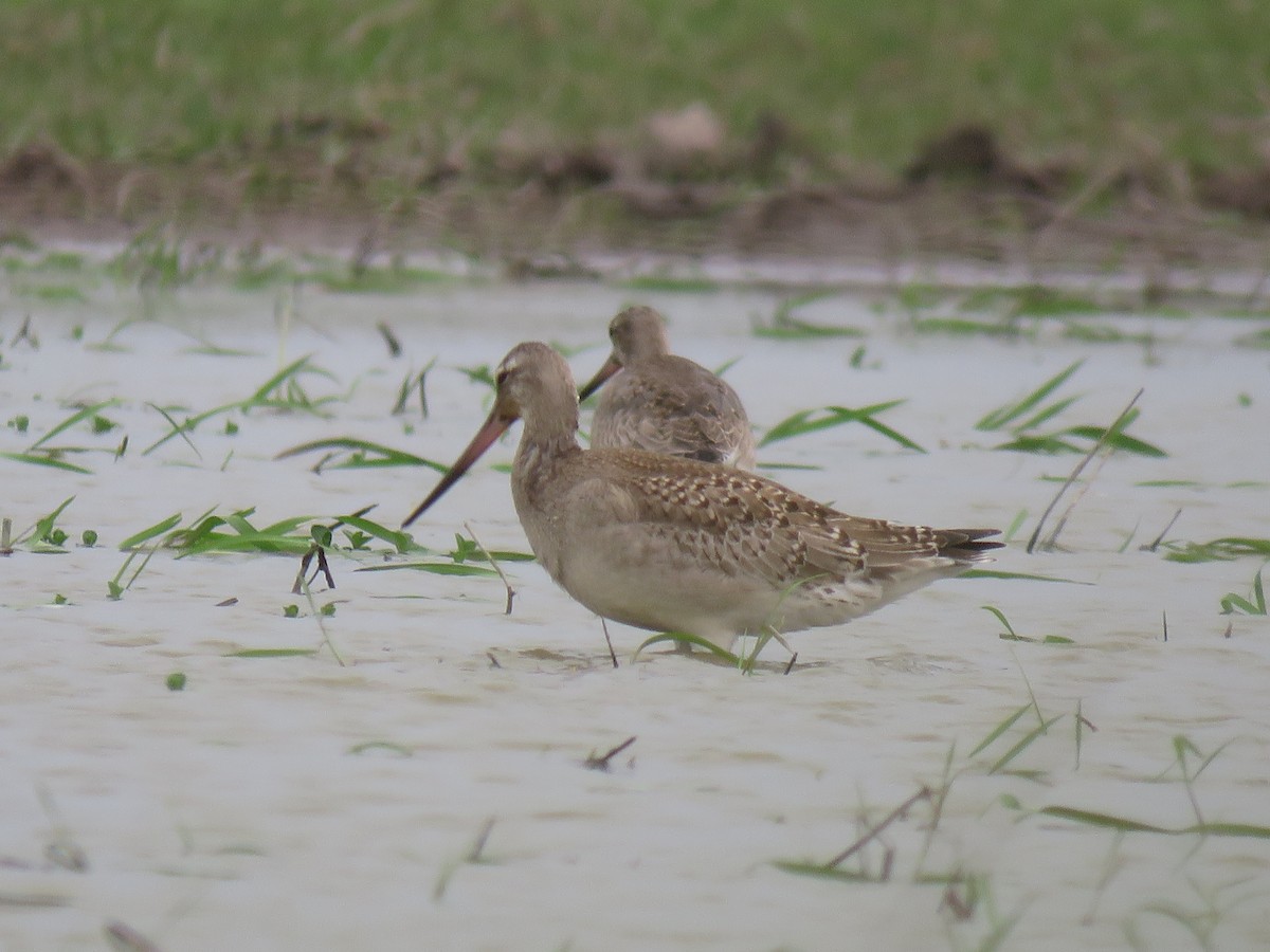 Hudsonian Godwit - ML624658745