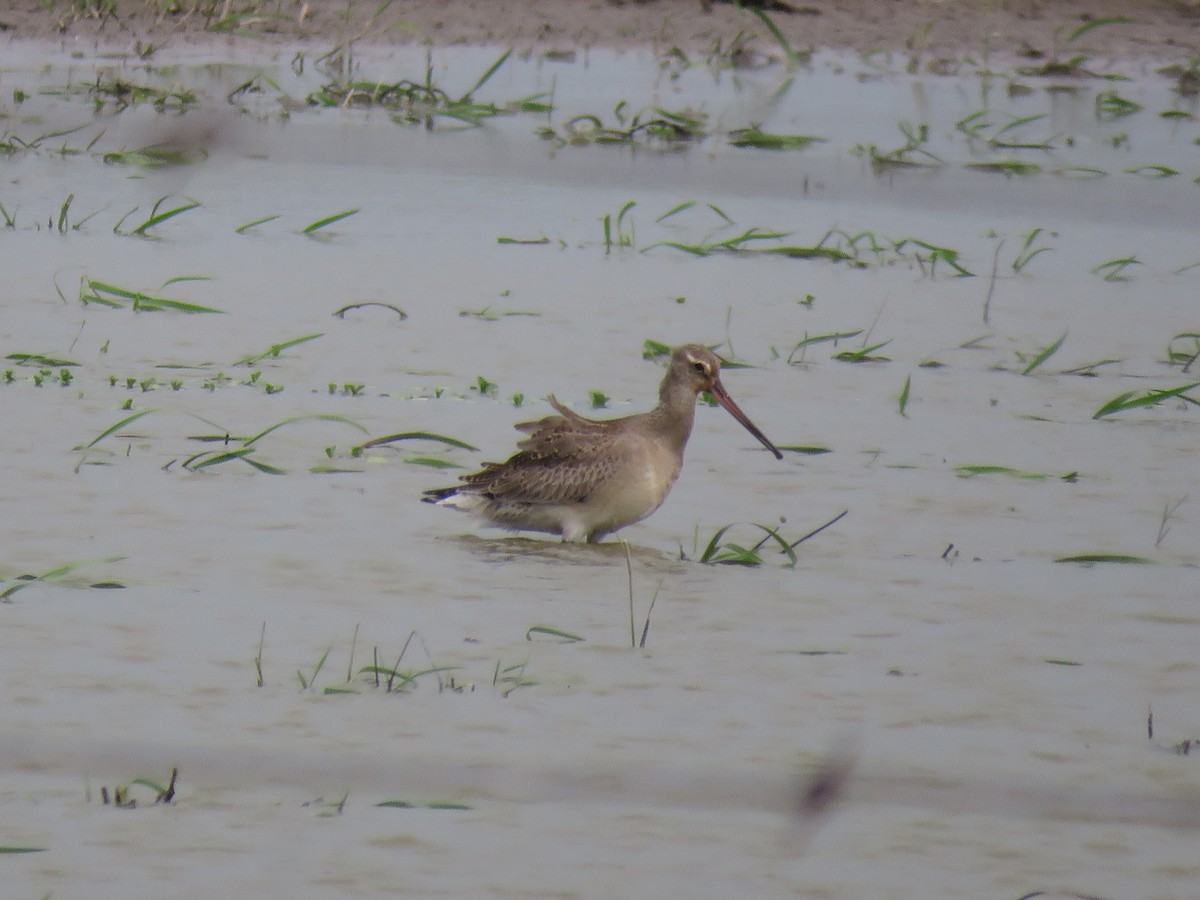 Hudsonian Godwit - ML624658751