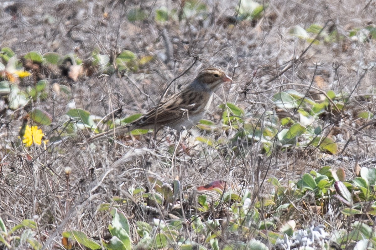 ウスヒメドリ - ML624658774