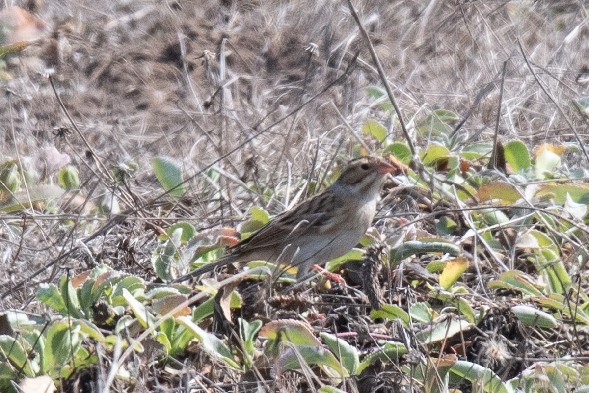 ウスヒメドリ - ML624658776
