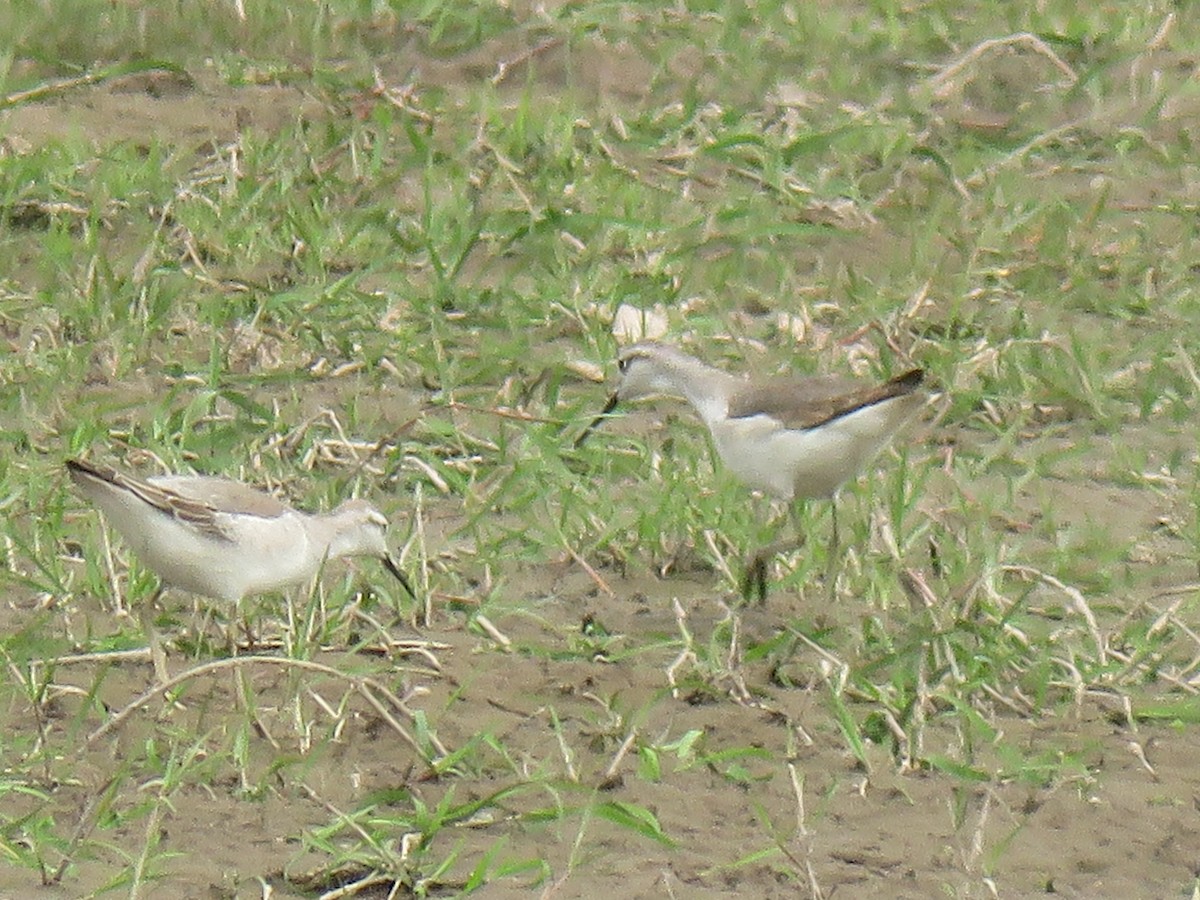 Wilson's Phalarope - ML624658785