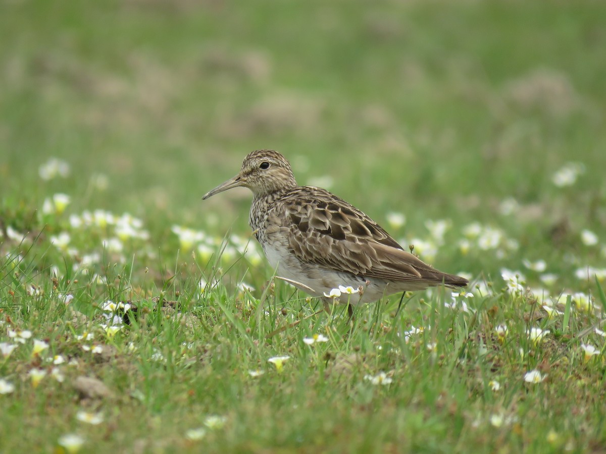 Pectoral Sandpiper - ML624658813