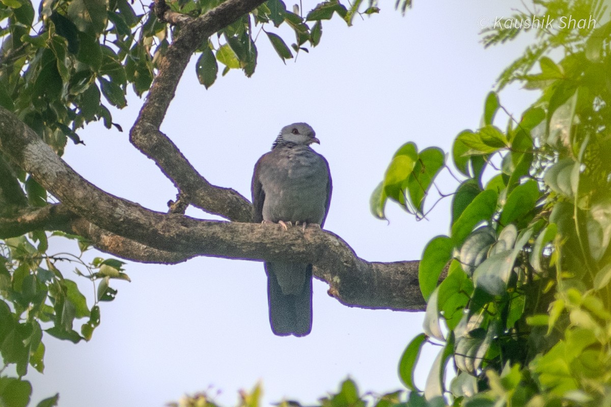 Nilgiri Wood-Pigeon - ML624658874