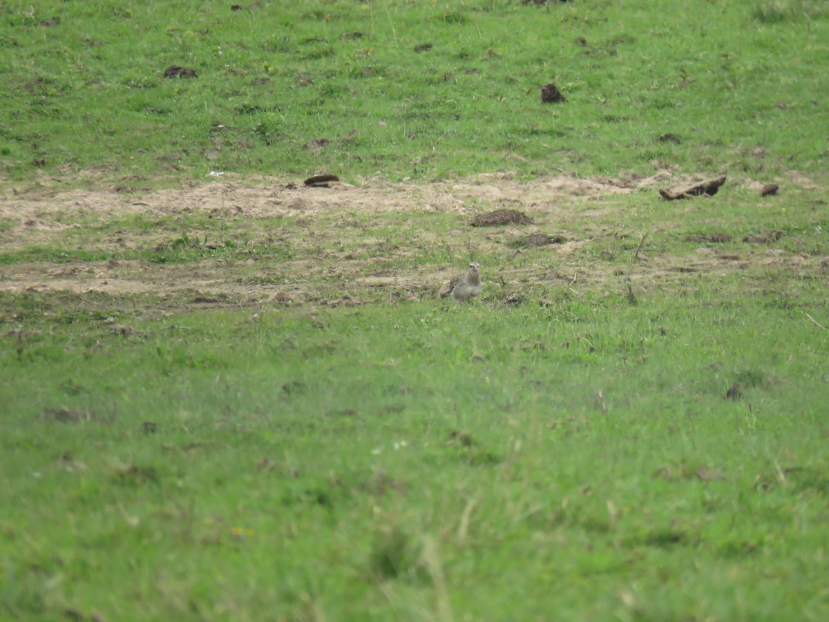 American Golden-Plover - ML624658891