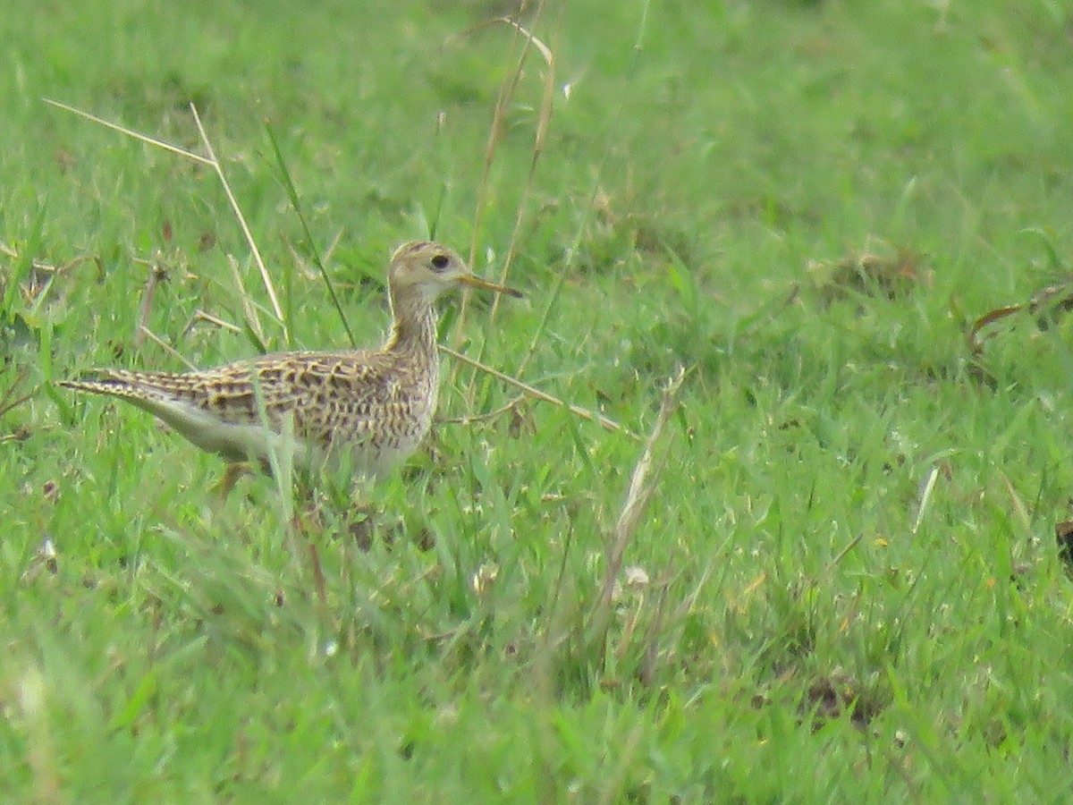 Upland Sandpiper - ML624658909