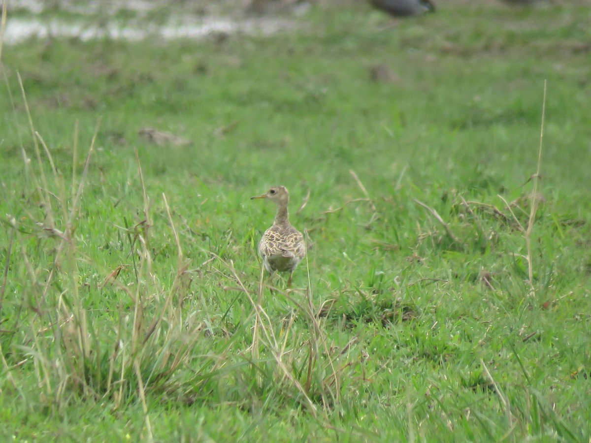 Upland Sandpiper - ML624658920