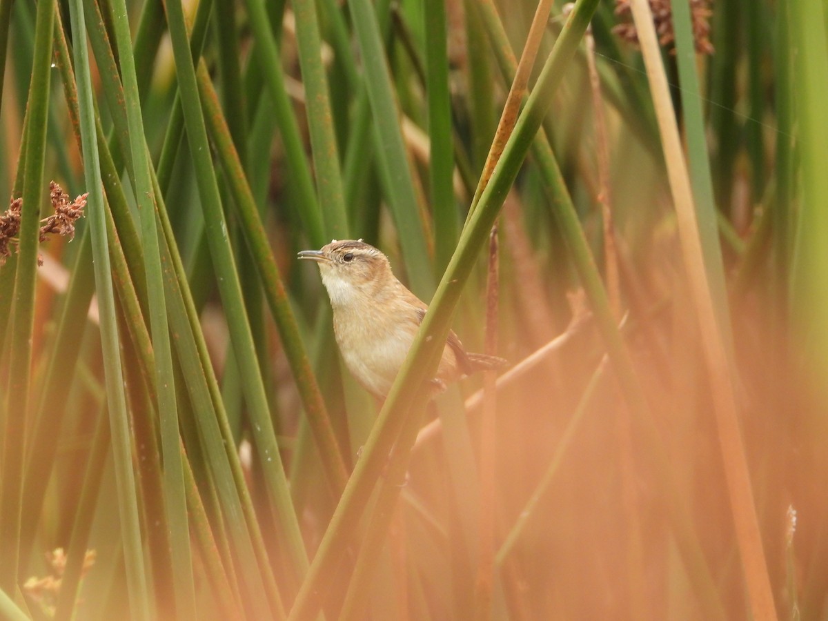 Cucarachero Pantanero - ML624659013
