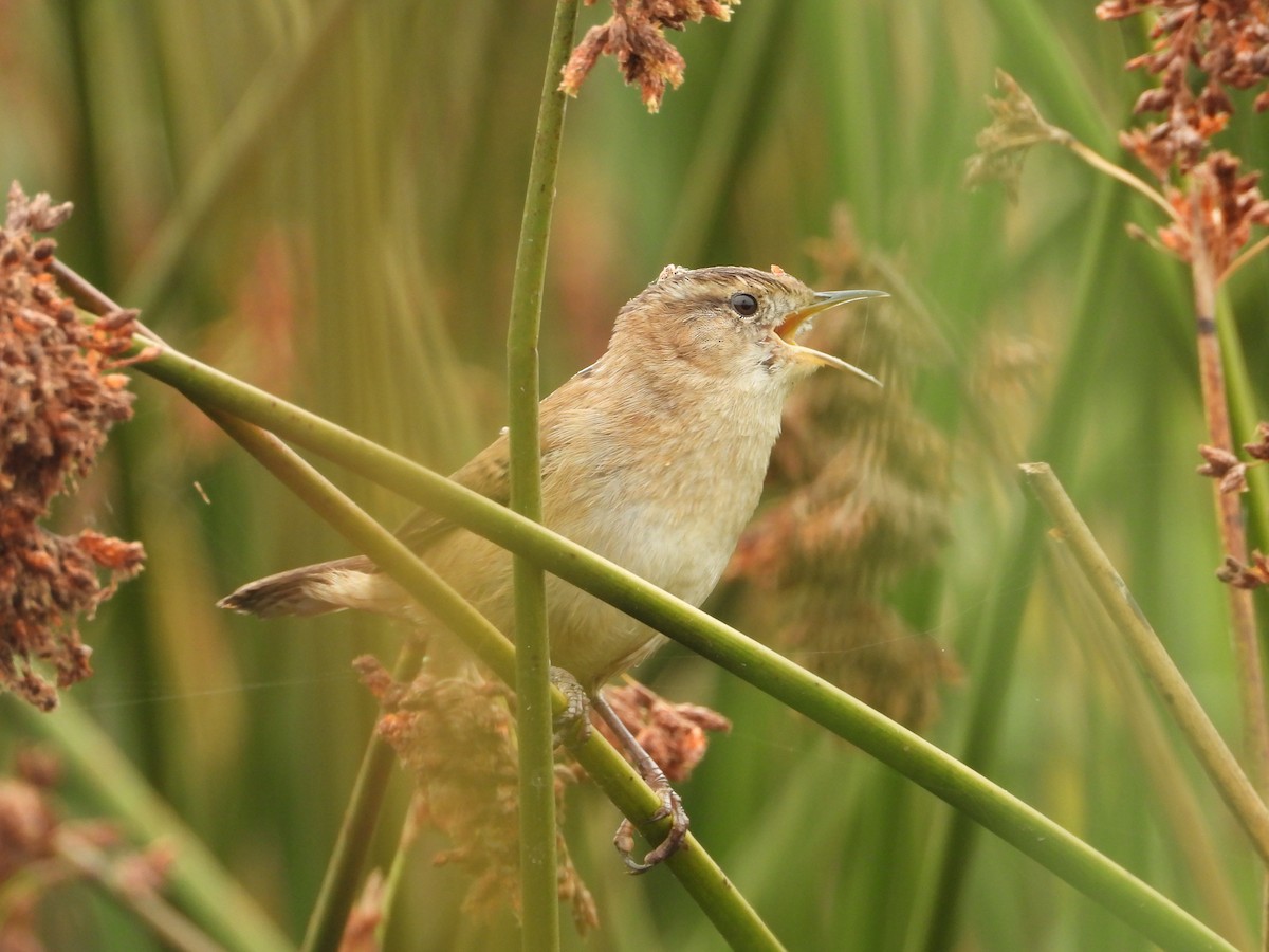 Cucarachero Pantanero - ML624659015