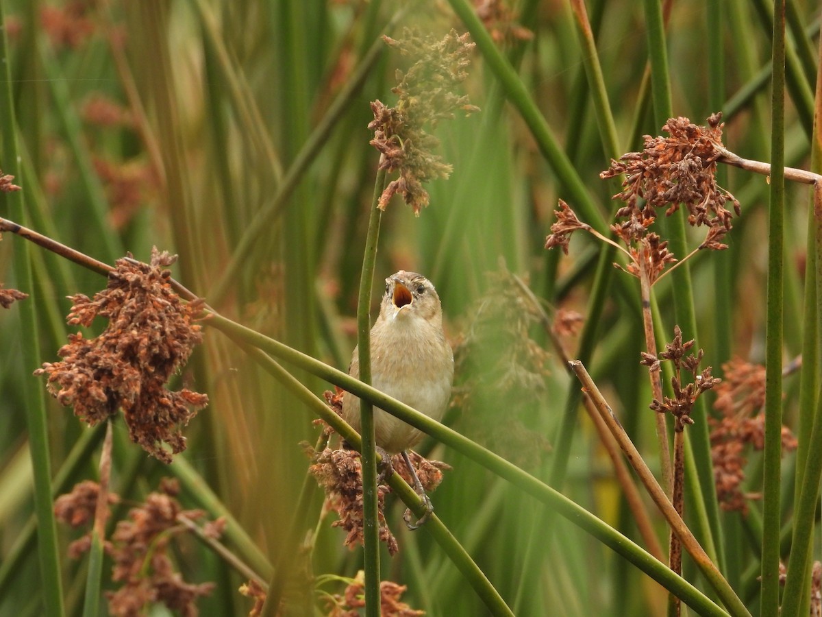 Cucarachero Pantanero - ML624659016