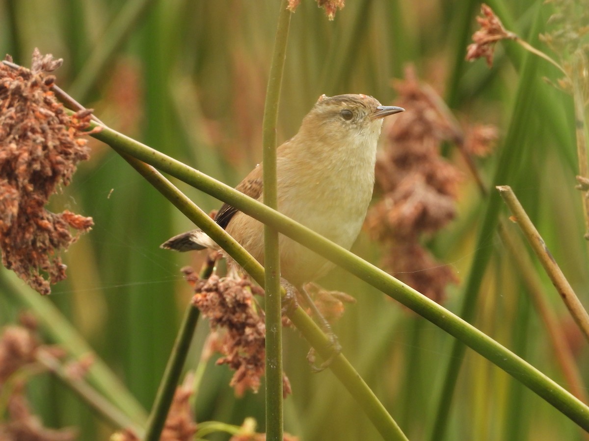 Cucarachero Pantanero - ML624659017