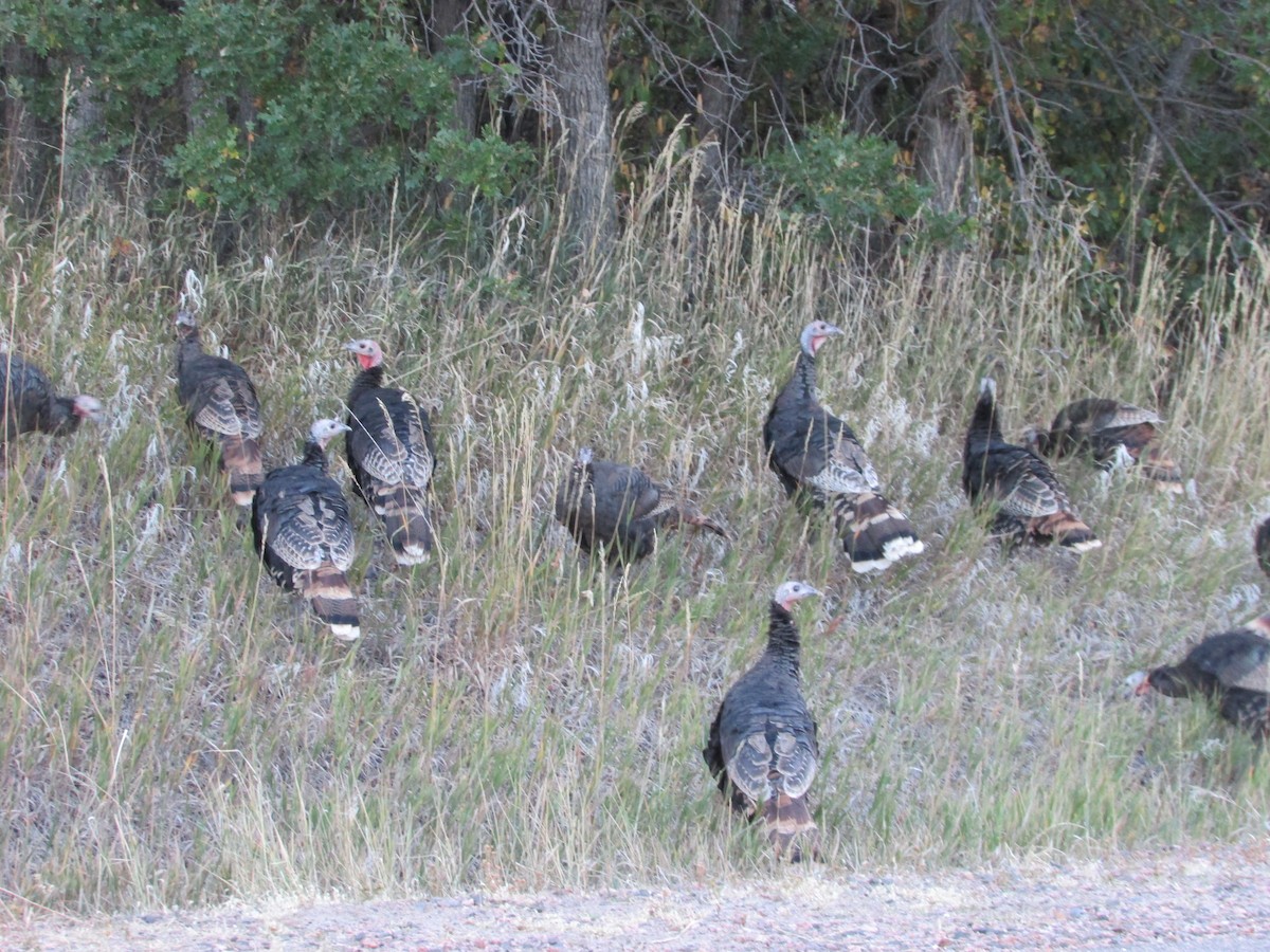 Wild Turkey - ML624659087