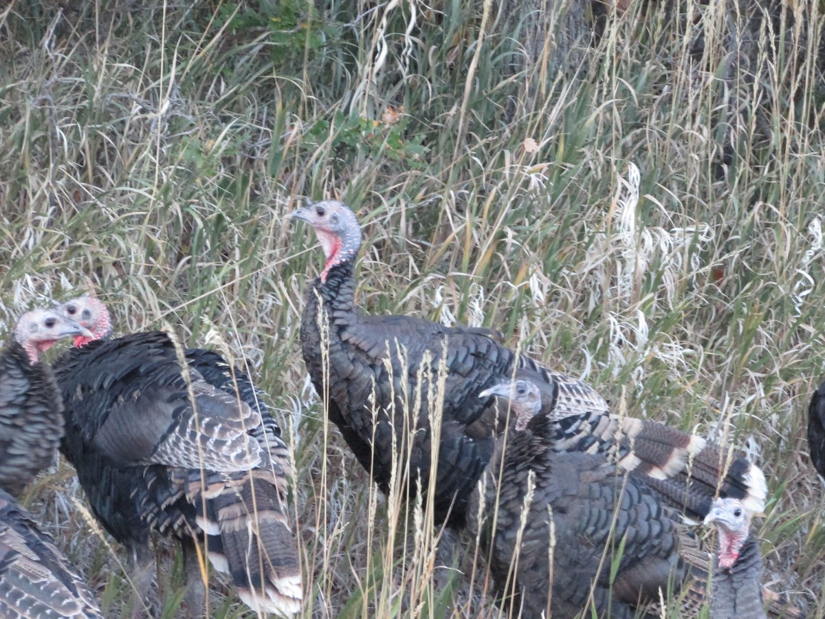 Wild Turkey - ML624659088