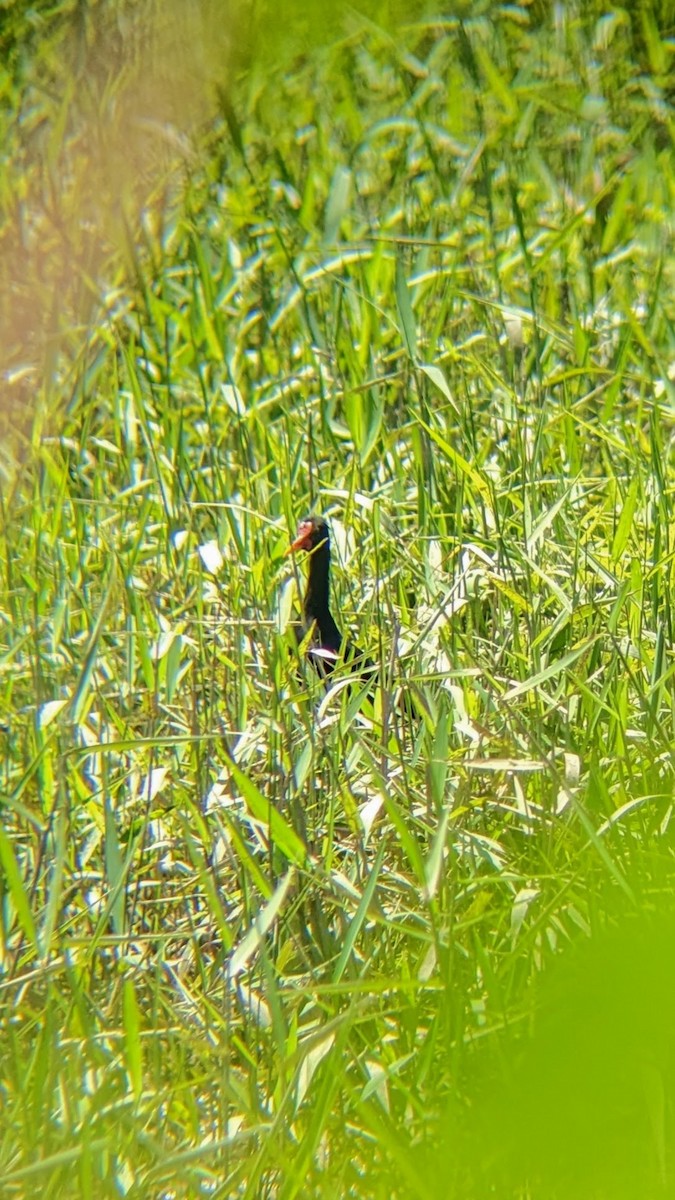 Wattled Jacana - ML624659125