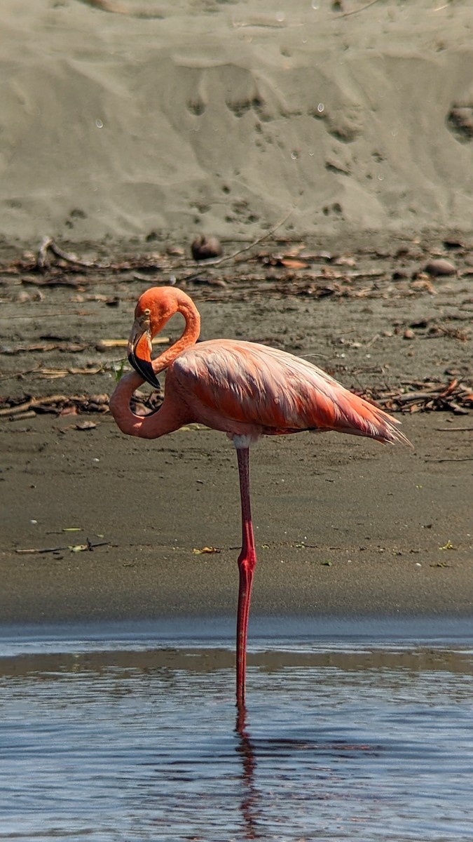 American Flamingo - ML624659157