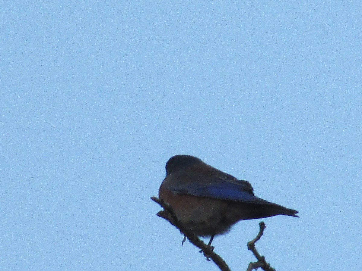 Western Bluebird - ML624659166