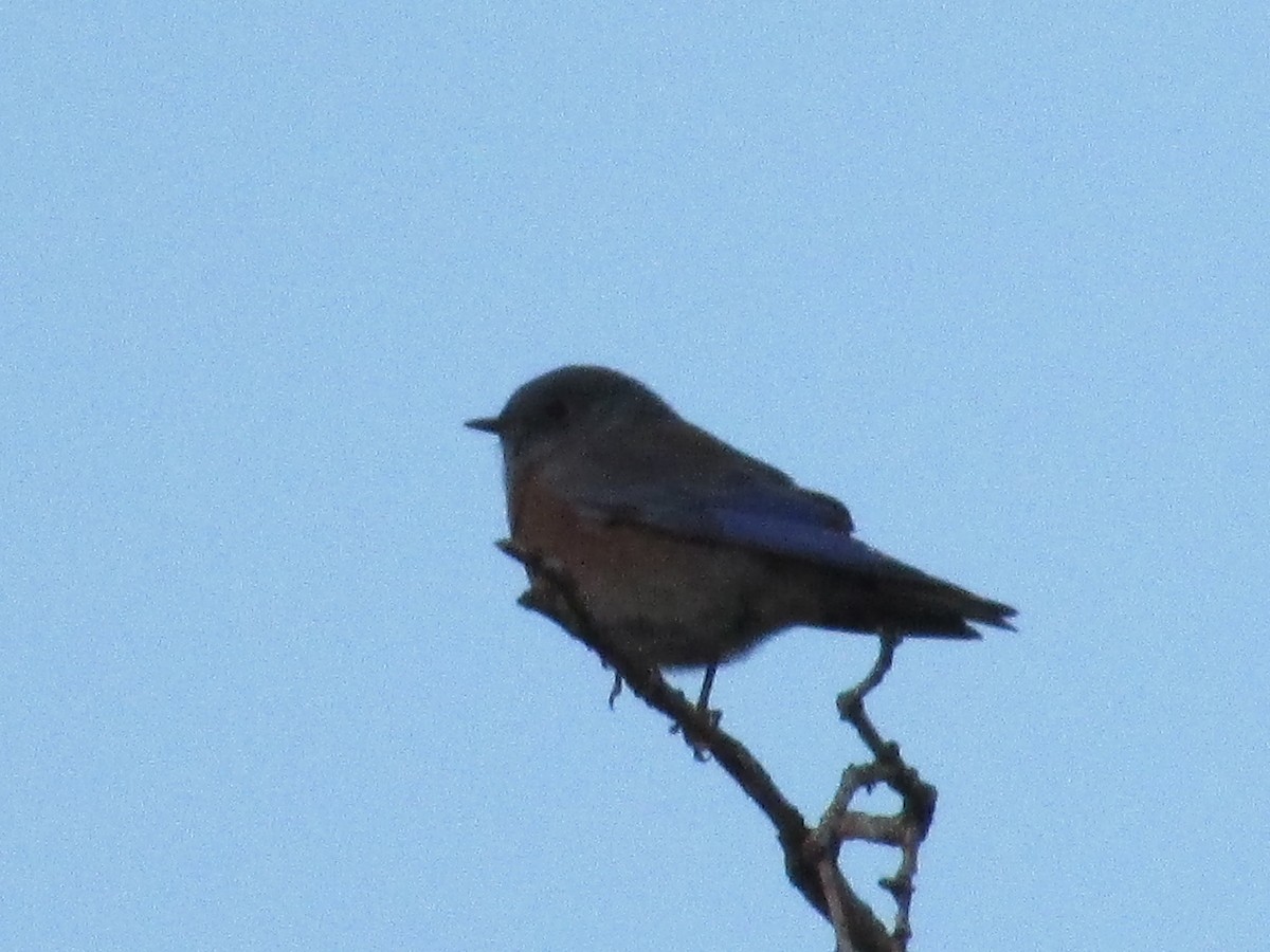 Western Bluebird - ML624659168
