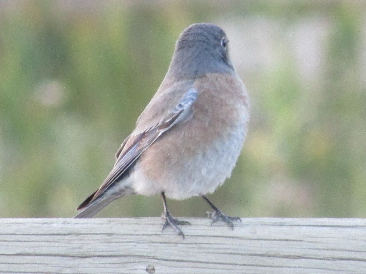 Western Bluebird - ML624659169