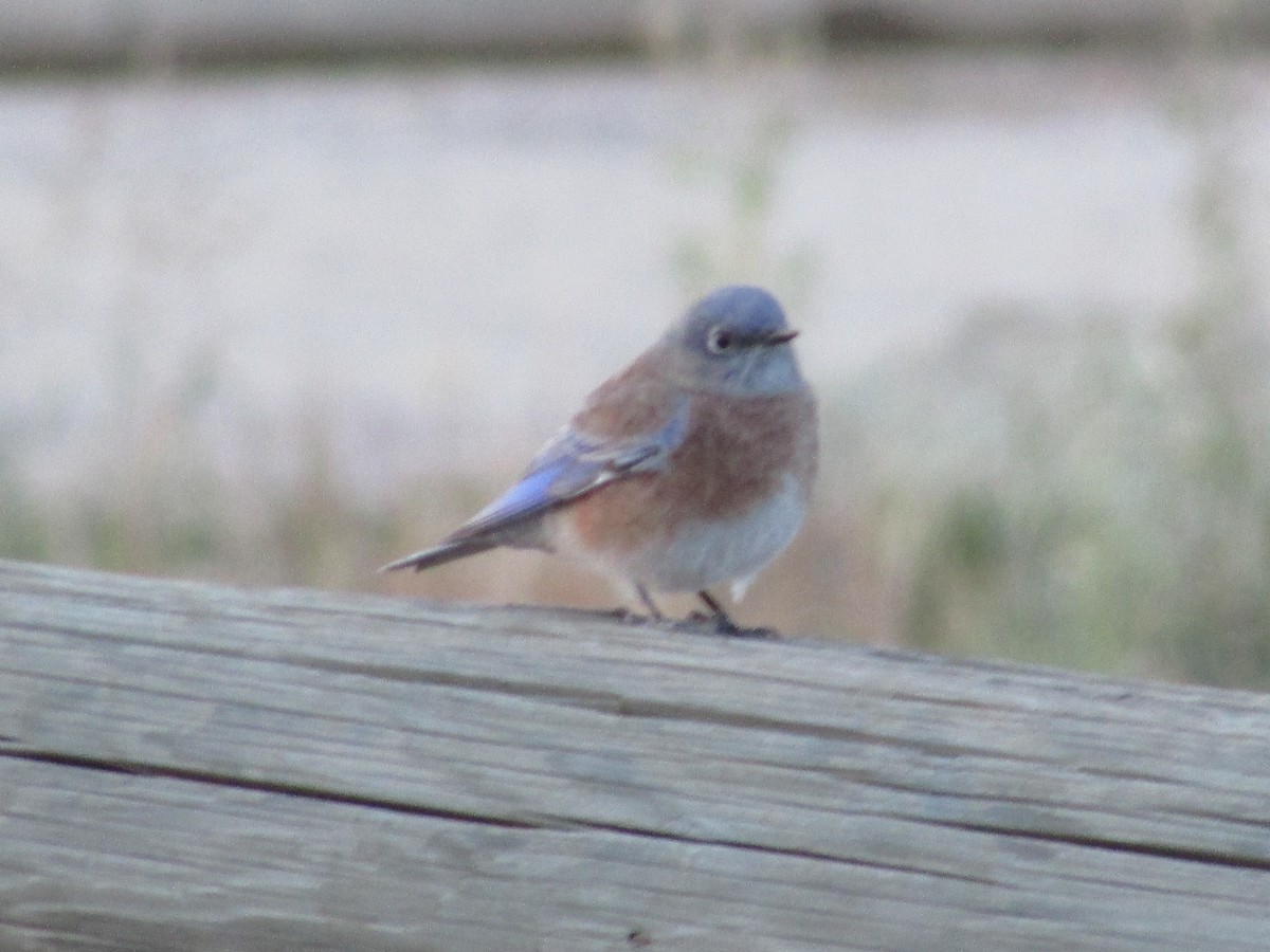 Western Bluebird - ML624659170