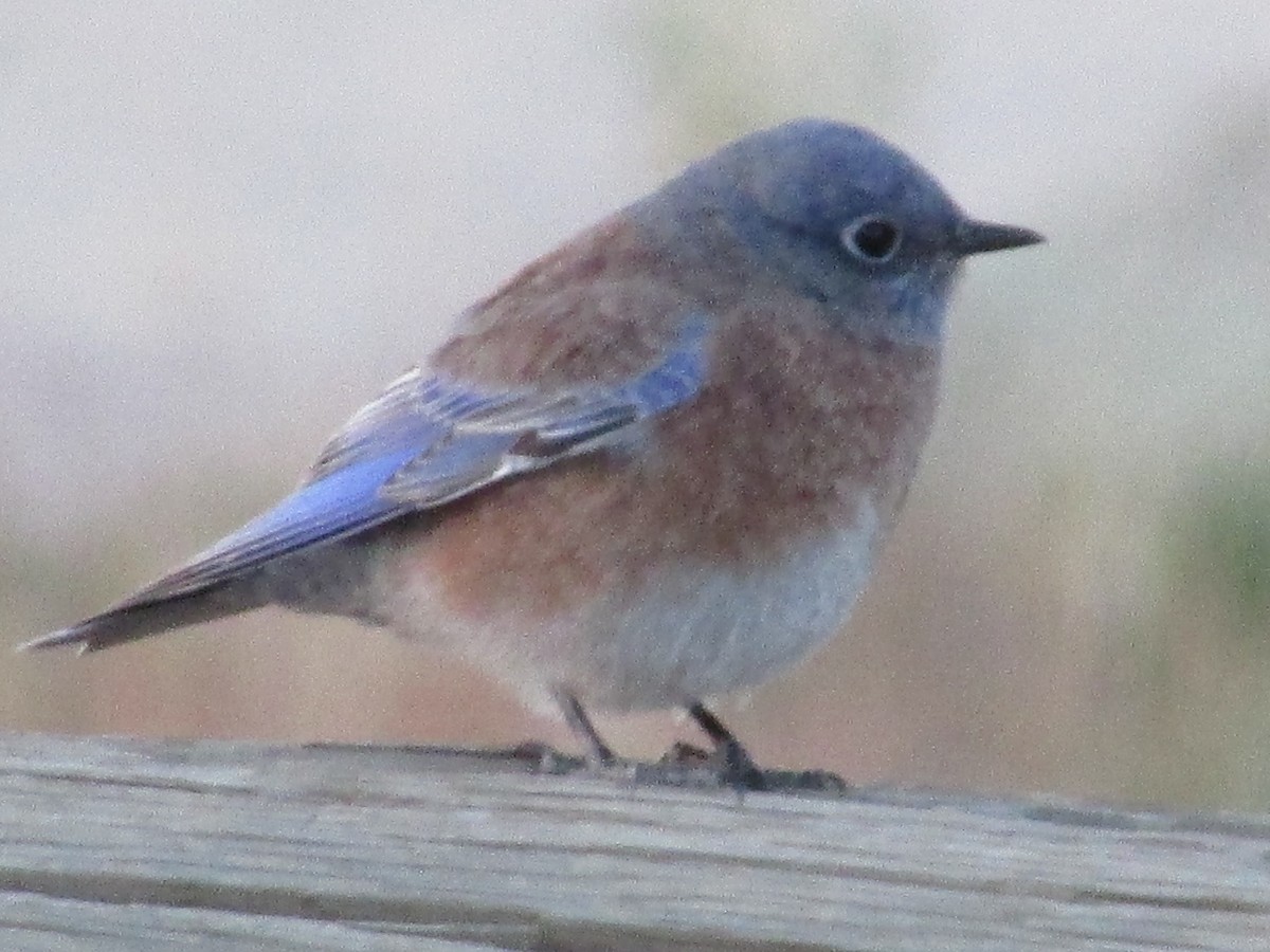 Western Bluebird - ML624659171