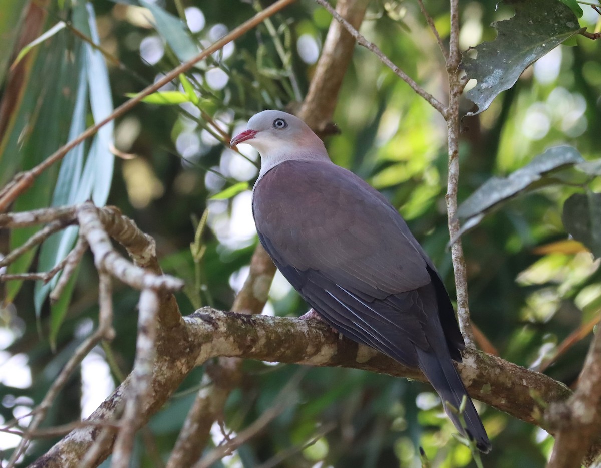 Mountain Imperial-Pigeon - ML624659252