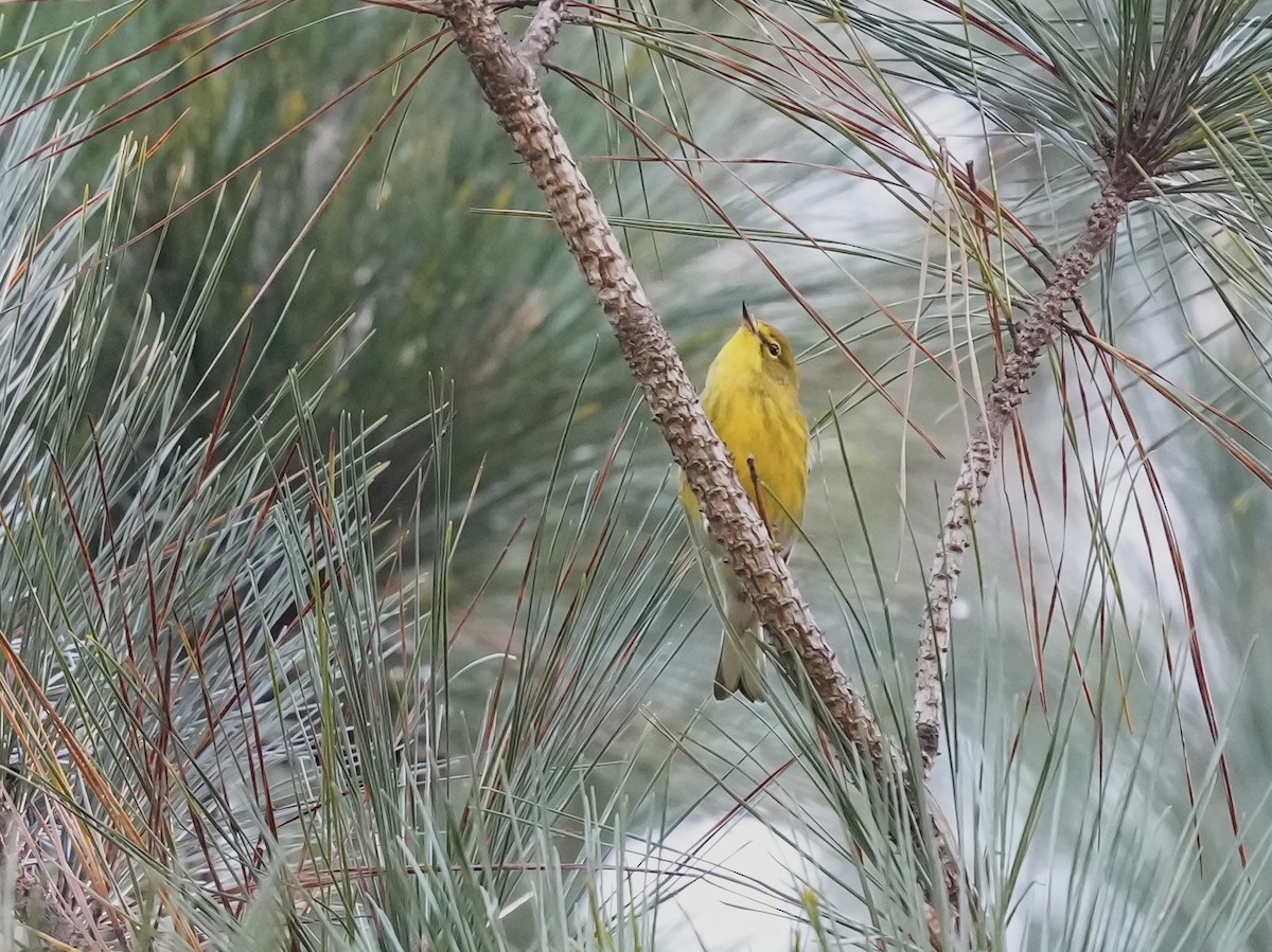 Pine Warbler - ML624659411