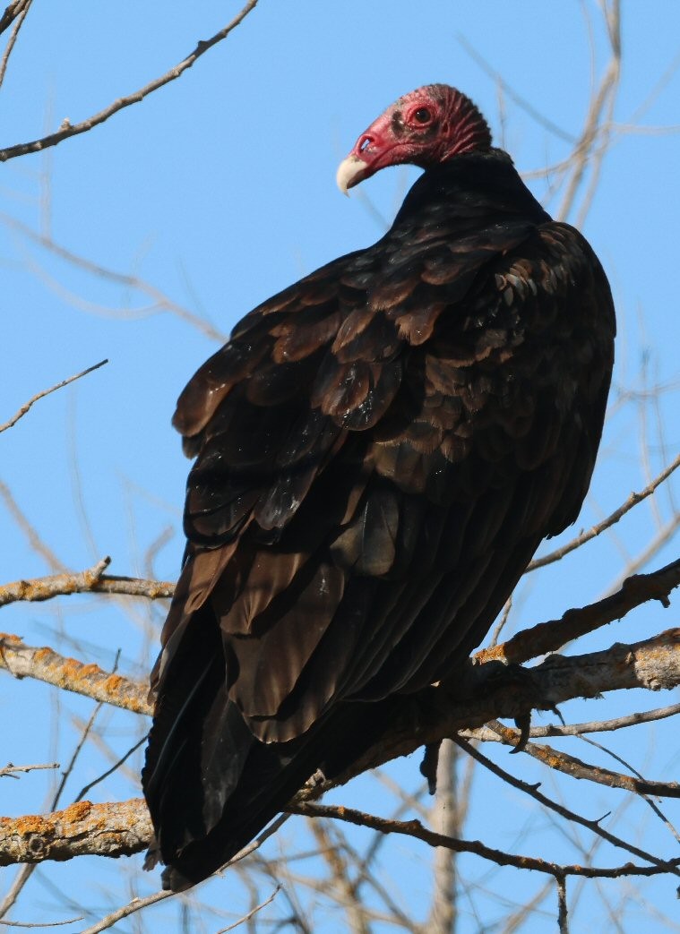 Turkey Vulture - Vince Folsom