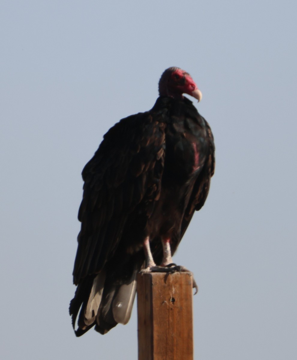 Turkey Vulture - ML624659422