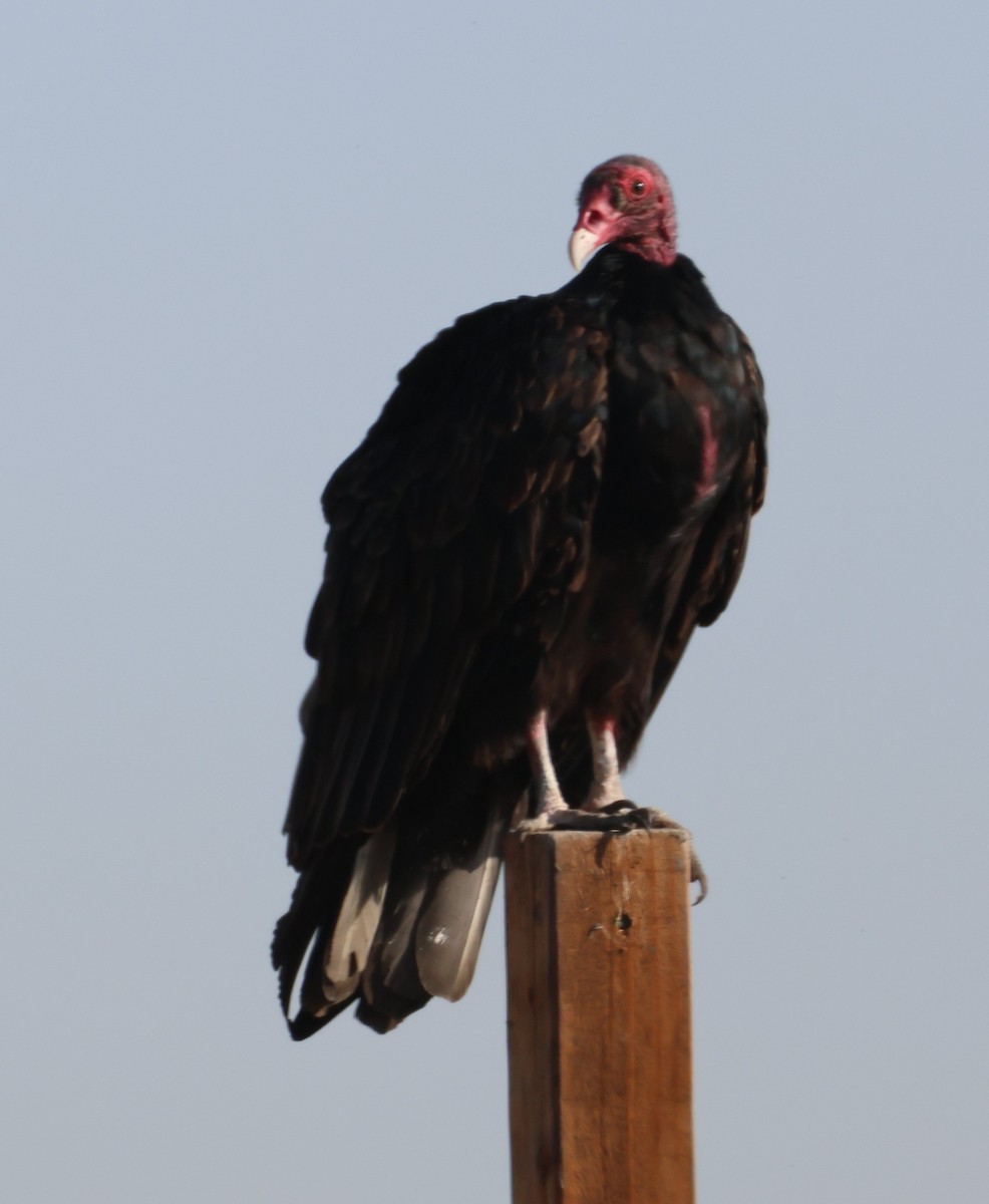 Turkey Vulture - Vince Folsom