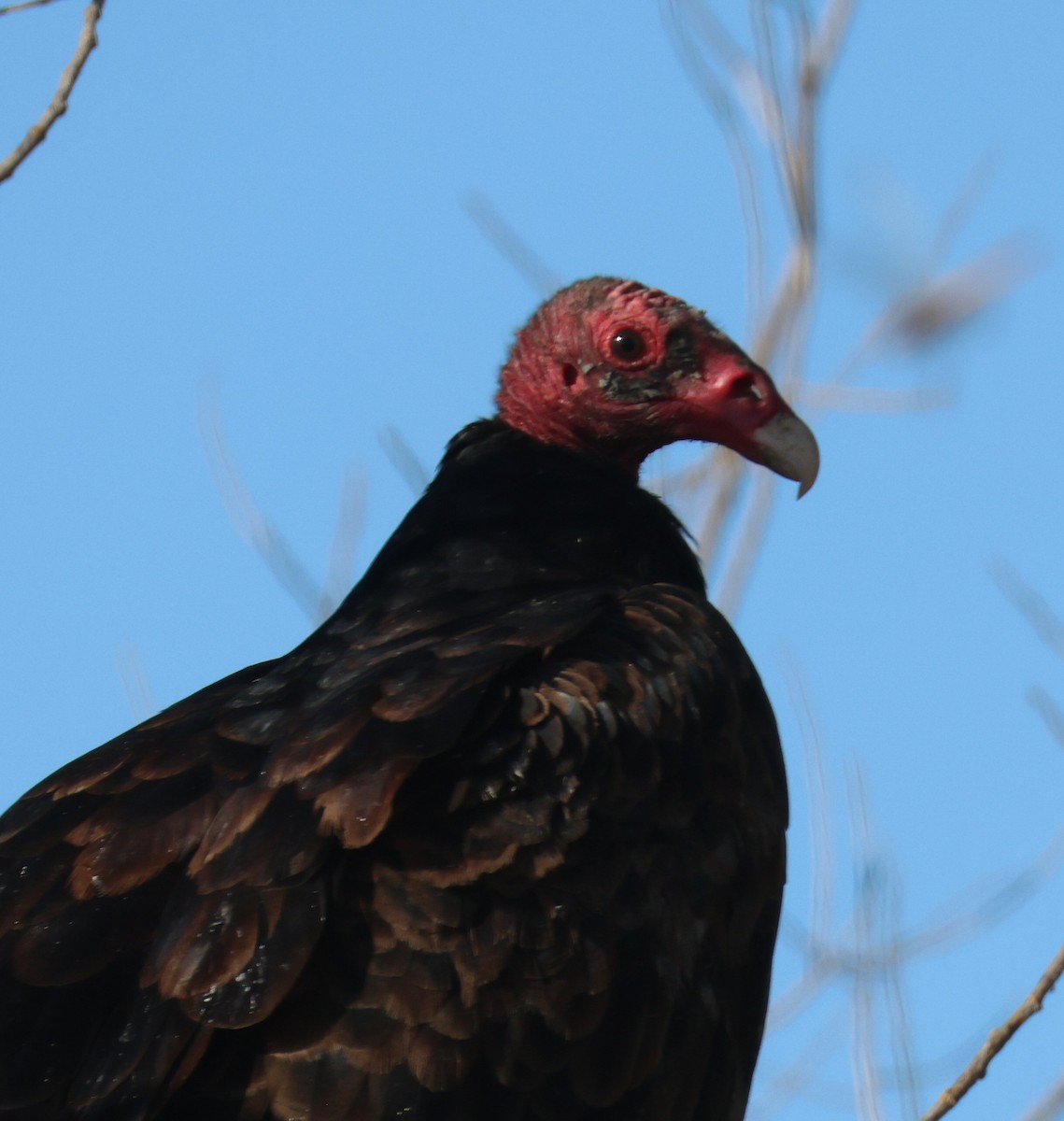 Turkey Vulture - ML624659424