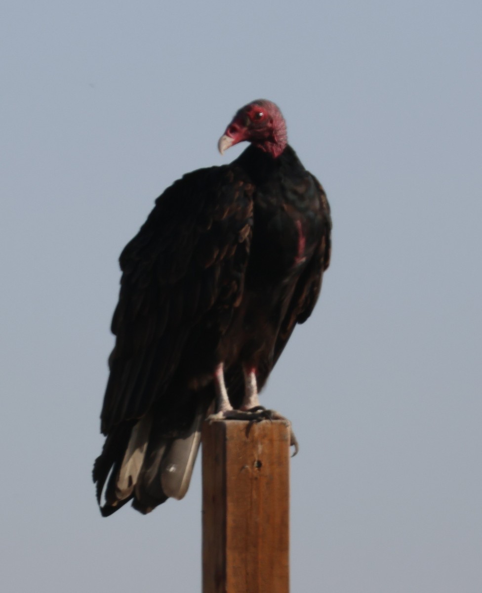 Turkey Vulture - Vince Folsom