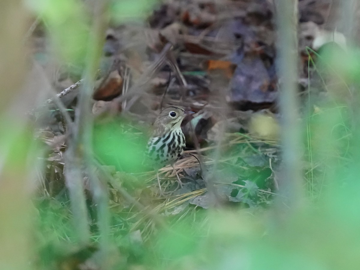 Ovenbird - ML624659427