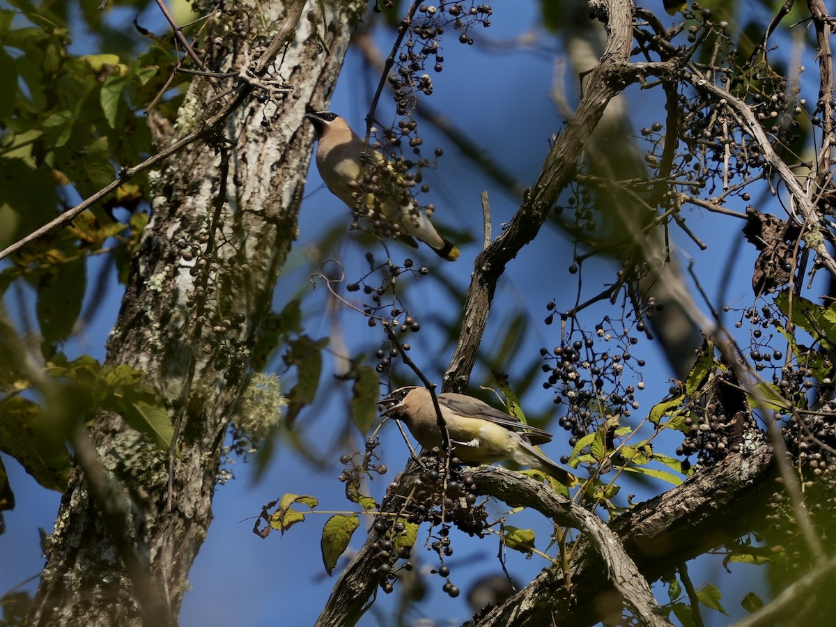 Cedar Waxwing - ML624659457