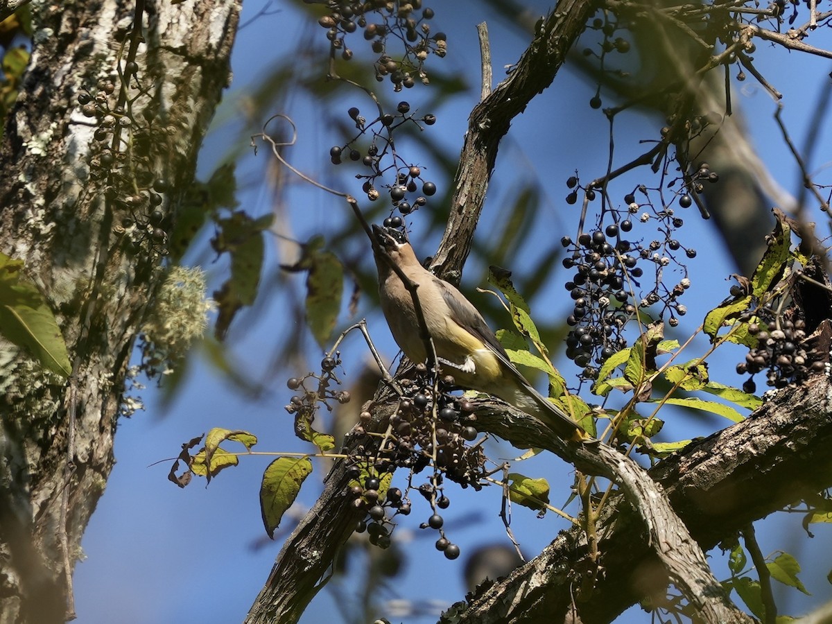 Cedar Waxwing - ML624659458